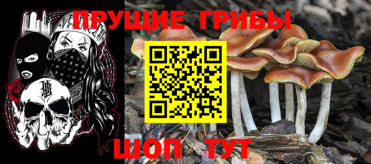 Глазов  Псилоцибиновые грибы Psilocybine cubensis  Вход с VPN 