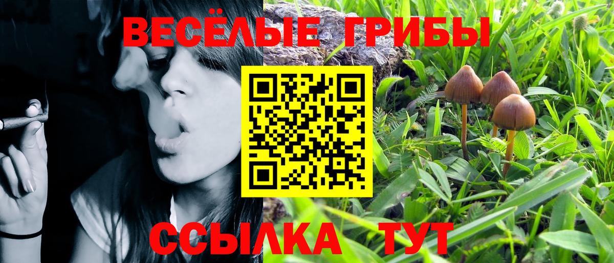 Галлюциногенные грибы Psilocybe Глазов
